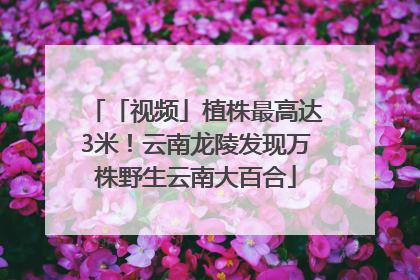 「视频」植株最高达3米！云南龙陵发现万株野生云南大百合