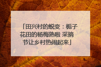 田兴村的蜕变：栀子花田的杨梅熟啦 采摘节让乡村热闹起来