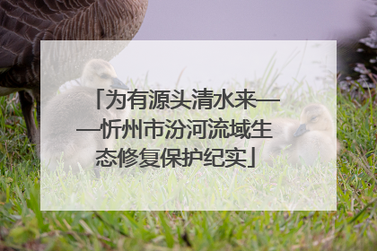 为有源头清水来——忻州市汾河流域生态修复保护纪实