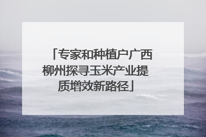 专家和种植户广西柳州探寻玉米产业提质增效新路径