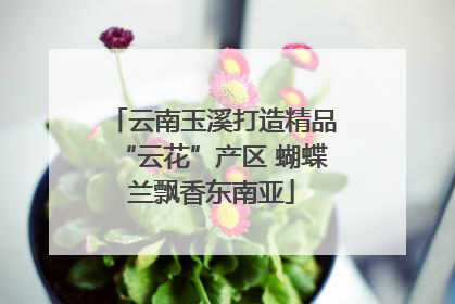 云南玉溪打造精品“云花”产区 蝴蝶兰飘香东南亚