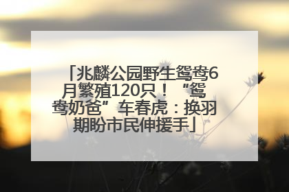 兆麟公园野生鸳鸯6月繁殖120只！“鸳鸯奶爸”车春虎：换羽期盼市民伸援手