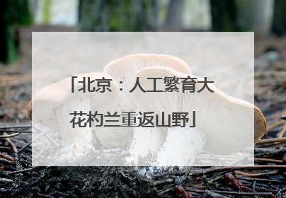 北京：人工繁育大花杓兰重返山野