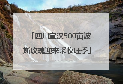 四川宣汉500亩波斯玫瑰迎来采收旺季