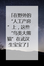 在野外的“人工产房”上，这些“鸟类大熊猫”在武汉生宝宝了