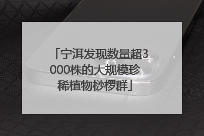 宁洱发现数量超3000株的大规模珍稀植物桫椤群