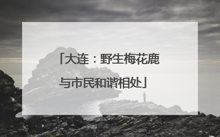 大连：野生梅花鹿与市民和谐相处