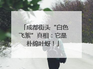 成都街头“白色飞絮”真相：它是朴绵叶蚜！