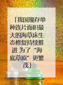 我国现存单种连片面积最大的海草床生态修复持续推进 为了“海底草原”更繁茂