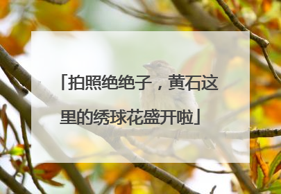 拍照绝绝子，黄石这里的绣球花盛开啦
