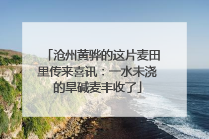沧州黄骅的这片麦田里传来喜讯：一水未浇的旱碱麦丰收了