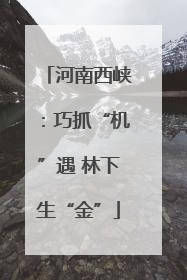 河南西峡：巧抓“机”遇 林下生“金”