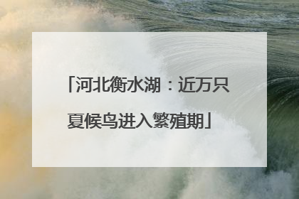 河北衡水湖：近万只夏候鸟进入繁殖期