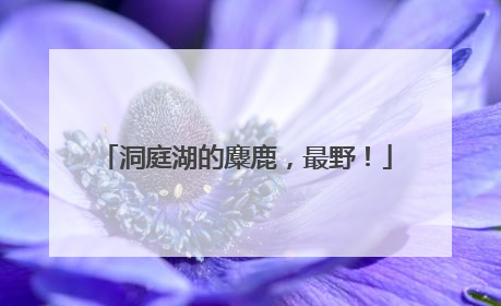洞庭湖的麋鹿，最野！
