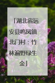 湖北省远安县鸣凤镇北门村：竹林遍野绿生金