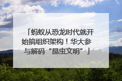 蚂蚁从恐龙时代就开始搞组织架构！华大参与解码“昆虫文明”